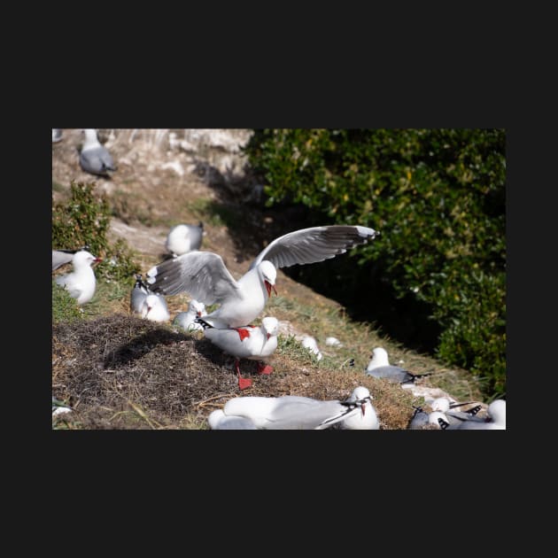 Seagull colony. by sma1050