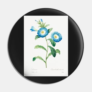 Bindweed Flower- Botanical Illustration Pin