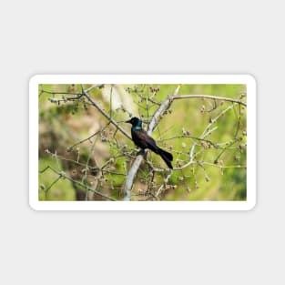 Common Grackle In A Tree Magnet