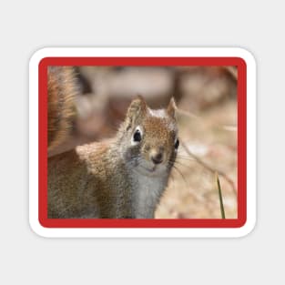 Squrrel Face Magnet