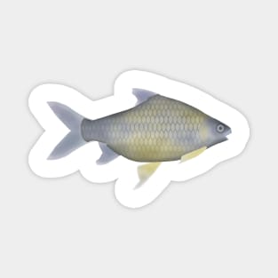 Golden Belly Barb Magnet