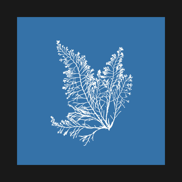 Anna Atkins Seaweed by softbluehum