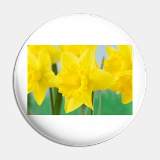 Narcissus  &#39;Standard Value&#39;   Division 1  Trumpet Daffodil Pin