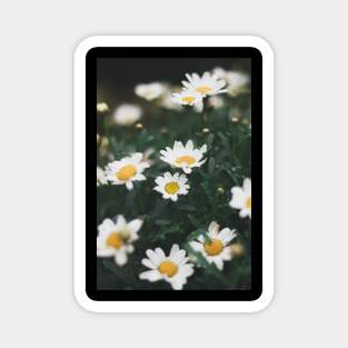 white flowers plant Magnet