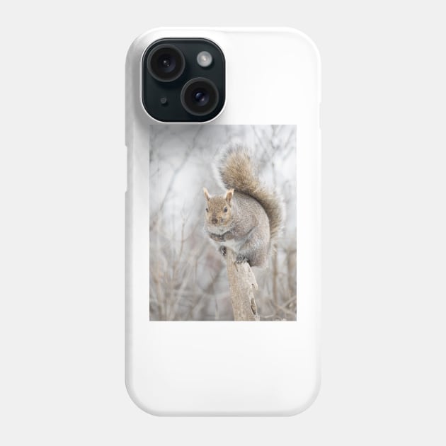 Grey Squirrel on a tree stump Phone Case by Jim Cumming