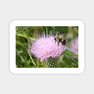 Bee on a Thistle Magnet