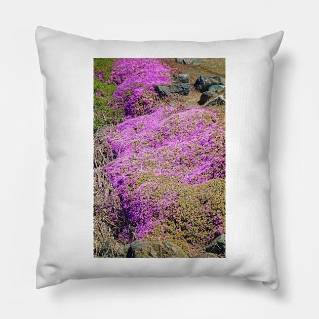 SF Bay in Pink Pillow by bobmeyers