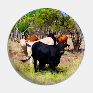 Cattle in the Outback! Pin