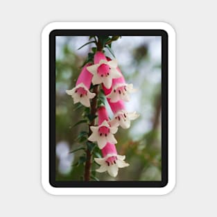 Epacris longiflora .. fuchsia heath Magnet