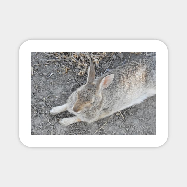 Rabbit, Desert Cottontail, Wildlife Magnet by sandyo2ly