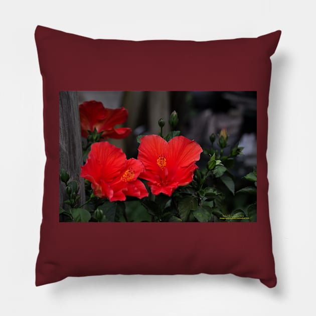 Hibiscus Relations Pillow by michaelasamples
