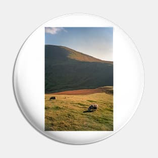 Sheep Grazing on the Mountain Pin