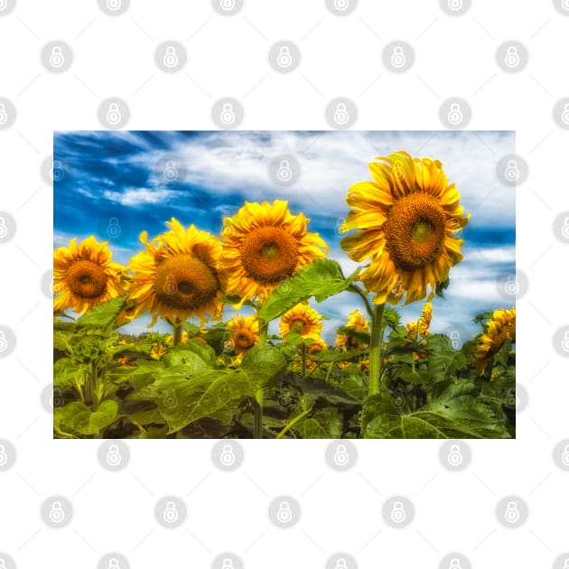 Sunflowers 4 by Robert Alsop