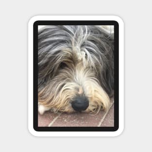 Bearded Collie Nap Time - Always got one eye open just in case! Magnet