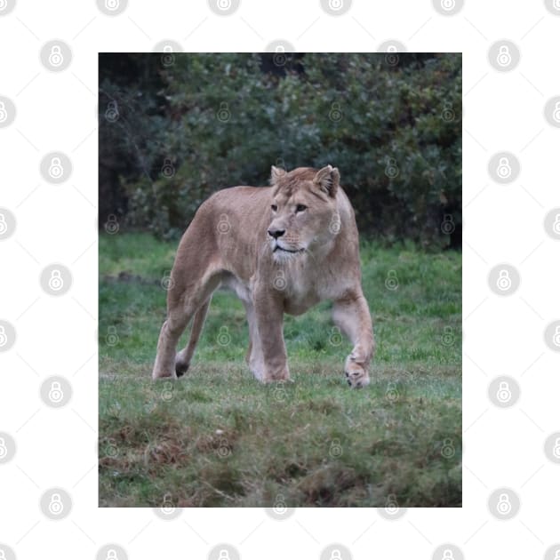 beautiful Lion walking, lion lover, photo. by Project Charlie