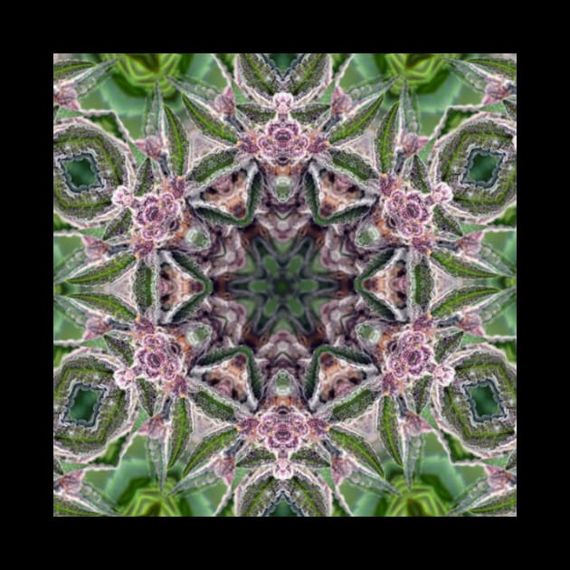 Herbal Mandala by dmorissette