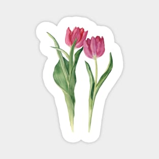 Watercolor pink tulips illustration. Magnet