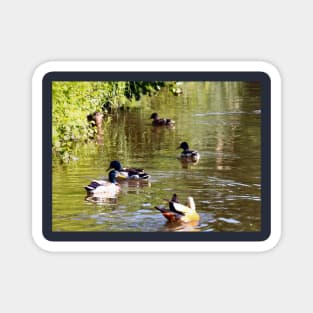 Ducks - water birds Magnet