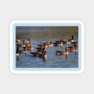 A gaggle of geese Magnet