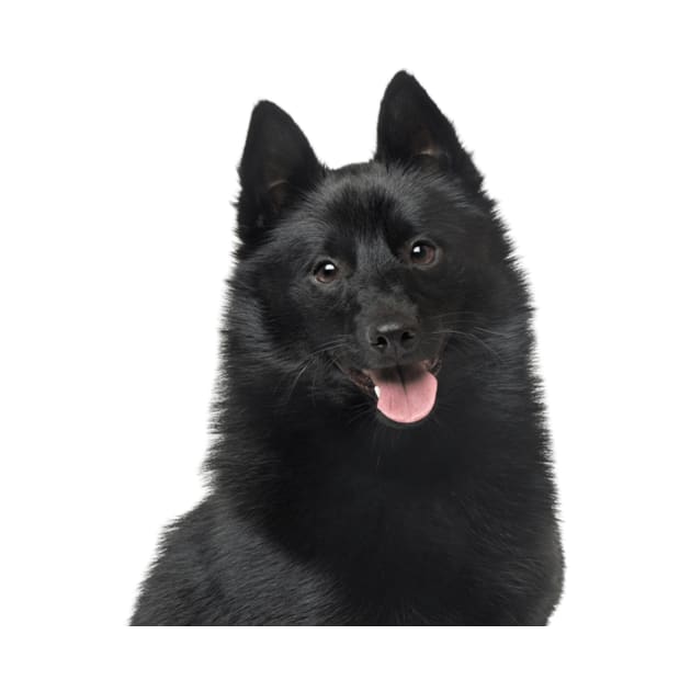 Schipperke Dog by Pam069