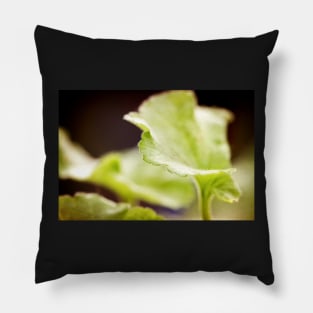 Geranium leaf Pillow
