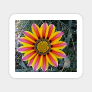 Gazania 4 Magnet