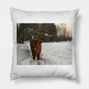 Scottish Highland Cattle Calf 1640 Pillow