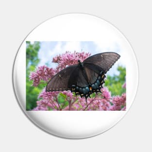 Apollos Butterfly Pin
