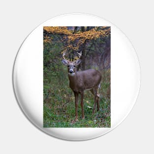 Prince II - White-tailed Buck Pin