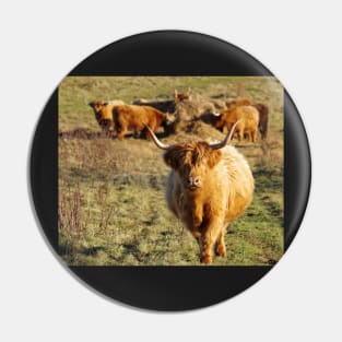 Highland cattle Pin