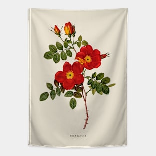 Wild Rose Antique Botanical Illustration Tapestry