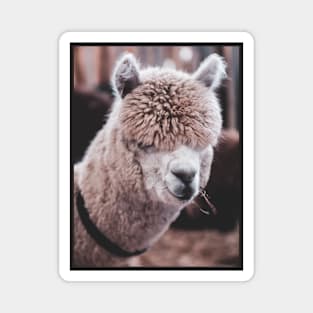 Cute brown Llama Magnet