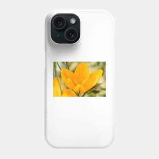 Crocus x luteus  &#39;Golden Yellow&#39;  Syn.  Crocus x stellaris &#39;Golden Yellow&#39; Crocus &#39;Golden Mammoth&#39; Phone Case