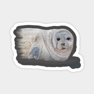 Snowy Seal Magnet