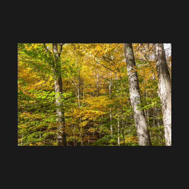 Golden and green hues of birch forest in a New England fall by brians101