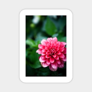 Beautiful dahlia flower Magnet