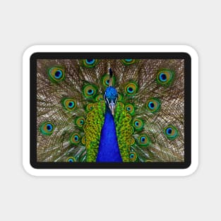 Peacock Magnet