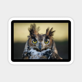 Great Horned Owl portrait Magnet