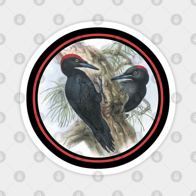 Black woodpecker - Dryocopus martius Magnet by Luggnagg