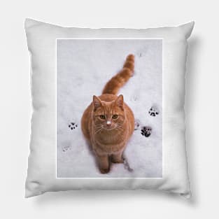 Ginger Kitten in Snow Pillow