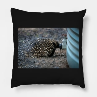 Thirsty Echidna Pillow