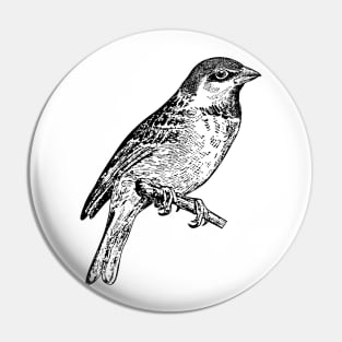 Bird Sparrow Hand Drawn Pin