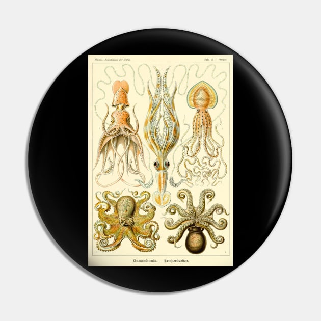 Squid Octopus Marine Biology Science Illustration Cephalopod Pin by twizzler3b