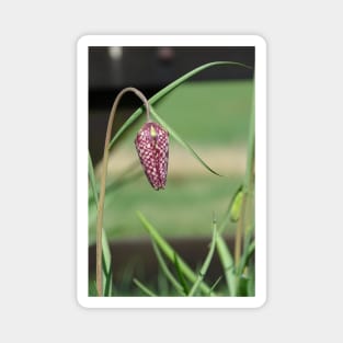 Snakeshead Fritillary Magnet