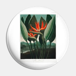 Bird of Paradise Antique Botanical Illustration Pin