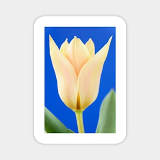 Tulipa  &#39;Fur Elise&#39;  Tulip  Greigii Group Magnet