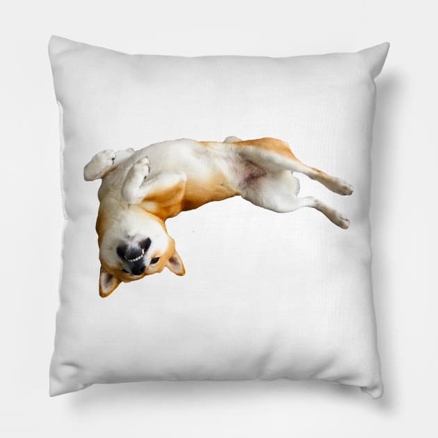 Lilly the Shiba Inu Belly Rub Pillow by shibalilly