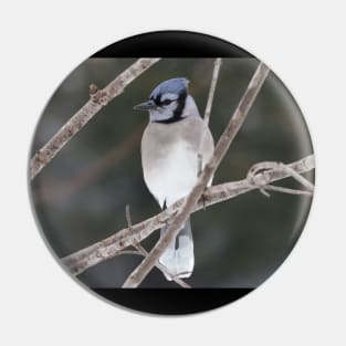 Bluejay on a Branch Pin