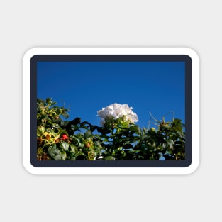 White Dog Rose under a clear blue sky Magnet