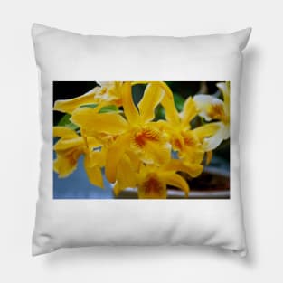 Yellow Orchid Flower Flowering Plant Pillow